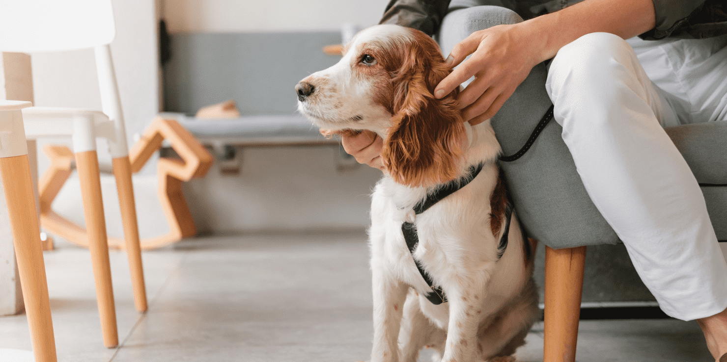 therapy dog sitting at person's feet