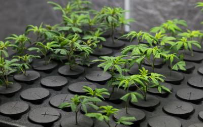 Marijuana: Operational Resources | National Apartment Association