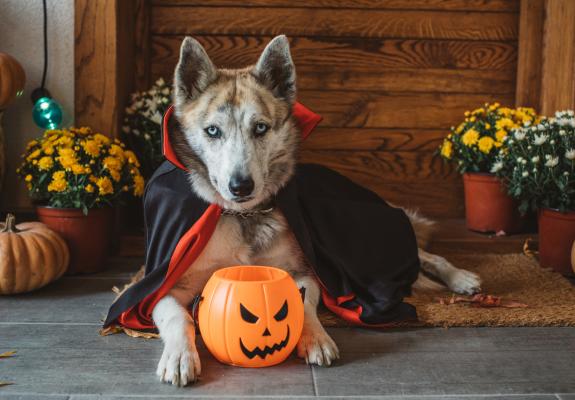 husky dog in a dracula costume with a trick or treat container in front of him