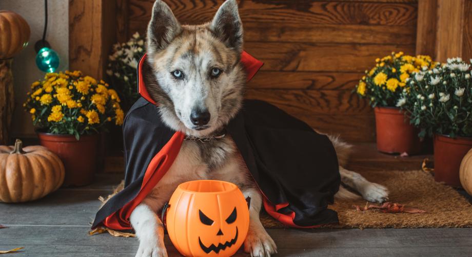 husky dog in a dracula costume with a trick or treat container in front of him