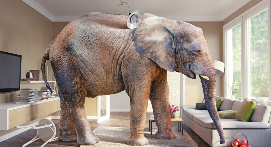 elephant in a small living room