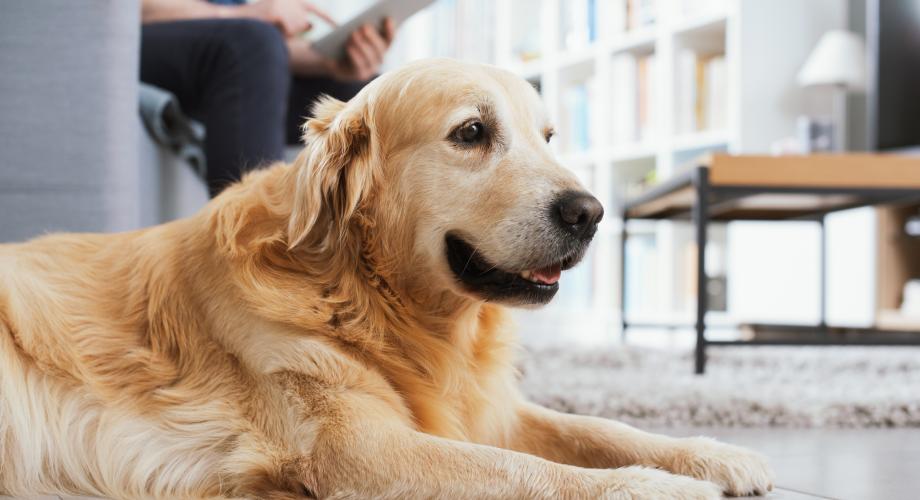 Pets and Technology: The Latest Wave of Multifamily Innovation